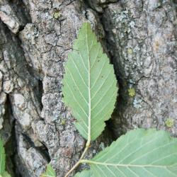 Ulmus pumila (Siberian Elm), leaf, lower surface