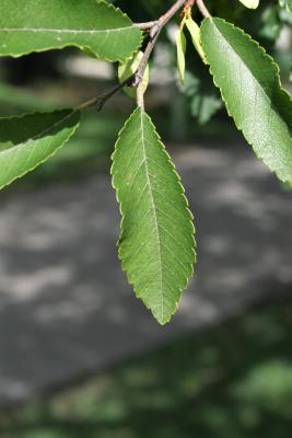 Ulmus parvifolia (Lacebark Elm), leaf, upper surface