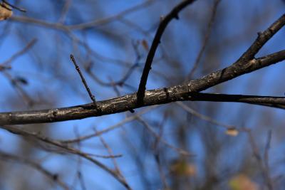 Ulmus minor (European Field Elm), bark, twig