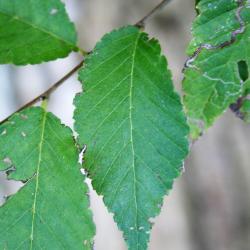 Ulmus pumila (Siberian Elm), leaf, upper surface