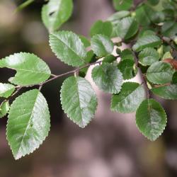 Ulmus parvifolia (Lacebark Elm), leaf, upper surface
