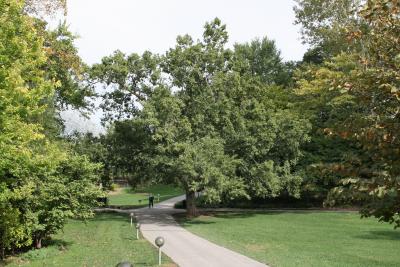 Ulmus parvifolia (Lacebark Elm), habit, fall