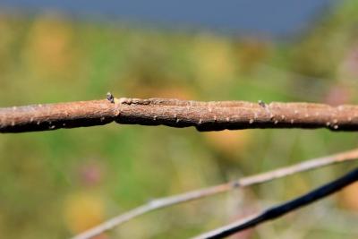 Ulmus macrocarpa (Large-fruited Elm), bark, twig