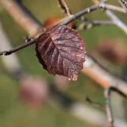 Ulmus macrocarpa (Large-fruited Elm), leaf, fall