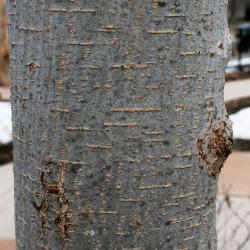 Ulmus davidiana var. japonica 'Morton' (ACCOLADE) (ACCOLADE® Japanese Elm), bark, trunk