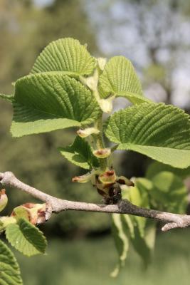 Ulmus rubra (Slippery Elm), leaf, spring