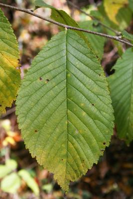 Ulmus rubra (Slippery Elm), leaf, upper surface
