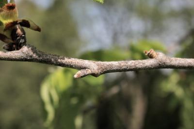 Ulmus rubra (Slippery Elm), bark, twig