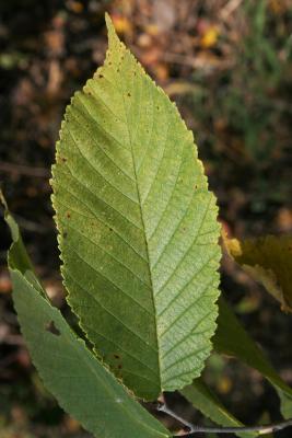 Ulmus rubra (Slippery Elm), leaf, upper surface