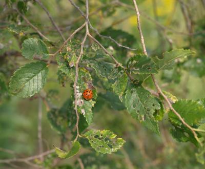 Ulmus pumila (Siberian Elm), leaf, bud, twig