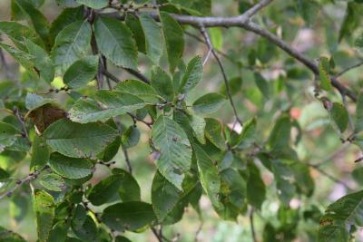 Ulmus szechuanica (Sichuan Elm), leaf, fall