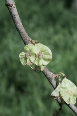 Ulmus rubra (Slippery Elm), fruit, mature