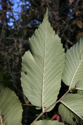 Ulmus rubra (Slippery Elm), leaf, lower surface
