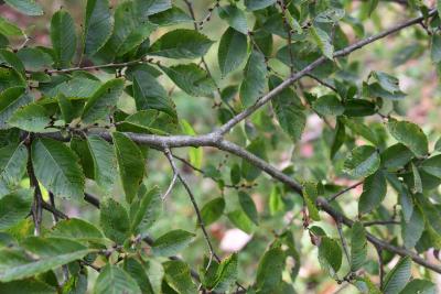 Ulmus szechuanica (Sichuan Elm), bark, branch