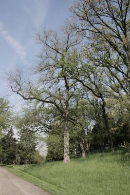 Ulmus rubra (Slippery Elm), habit, spring