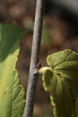 Ulmus rubra (Slippery Elm), bud, lateral