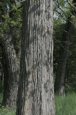 Ulmus rubra (Slippery Elm), bark, trunk