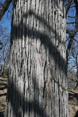 Ulmus rubra (Slippery Elm), bark, mature