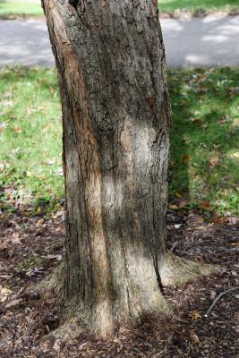 Ulmus szechuanica (Sichuan Elm), bark, trunk