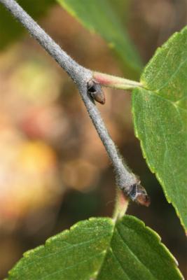 Ulmus rubra (Slippery Elm), bark, twig