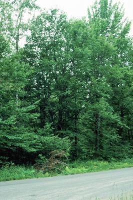 Betula alleghaniensis (Yellow Birch), habit, summer