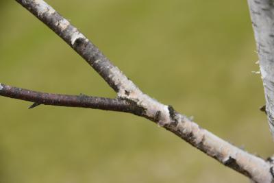 Betula 'Madison' (WHITE SATIN™ Birch), bark, branch