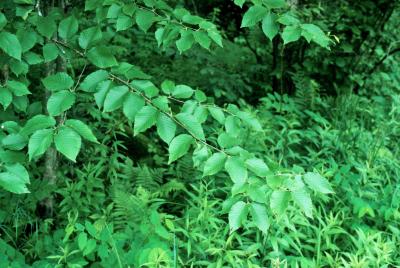 Betula alleghaniensis (Yellow Birch), habit, summer