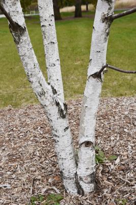 Betula 'Madison' (WHITE SATIN™ Birch), bark, mature