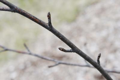 Betula 'Madison' (WHITE SATIN™ Birch), bark, twig