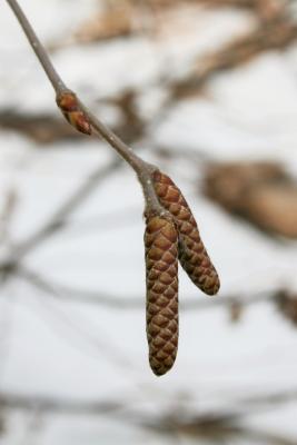 Betula alleghaniensis (Yellow Birch), catkin