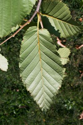 Betula alleghaniensis (Yellow Birch), leaf, lower surface