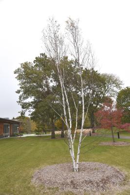 Betula 'Madison' (WHITE SATIN™ Birch), habit, fall