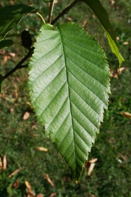 Betula alleghaniensis (Yellow Birch), leaf, upper surface
