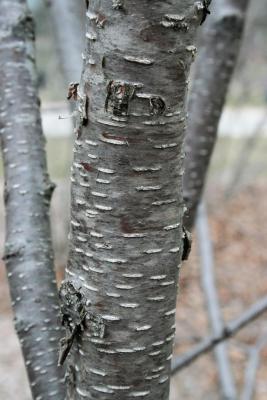 Betula alleghaniensis (Yellow Birch), bark, mature