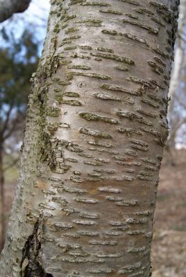 Betula alleghaniensis (Yellow Birch), bark, trunk