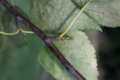 Betula pendula (European White Birch), bud, terminal