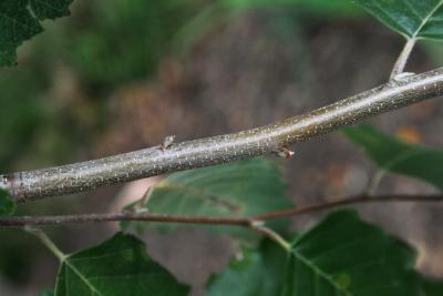 Betula nigra (River Birch), bark, twig