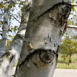 Betula papyrifera (Paper Birch), bark, mature