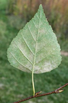Betula pendula (European White Birch), leaf, lower surface