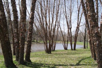 Betula nigra 'Cully' (HERITAGE™ River Birch PP4409), habit, spring