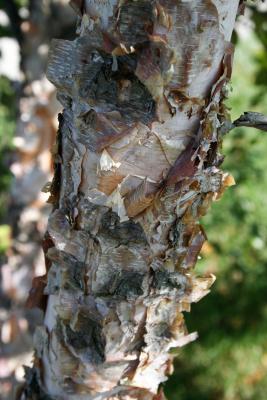 Betula nigra (River Birch), bark, mature