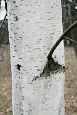 Betula populifolia (Gray Birch), bark, mature