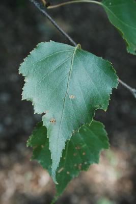 Betula populifolia (Gray Birch), leaf, upper surface