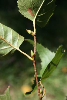 Betula populifolia (Gray Birch), bud, terminal, bud, lateral