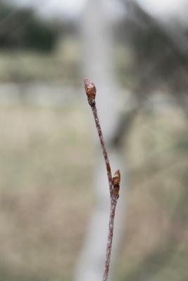 Betula populifolia (Gray Birch), bud, terminal