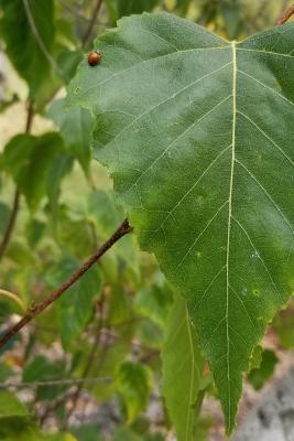 Betula populifolia 'Whitespire' (Whitespire Gray Birch), leaf, margin