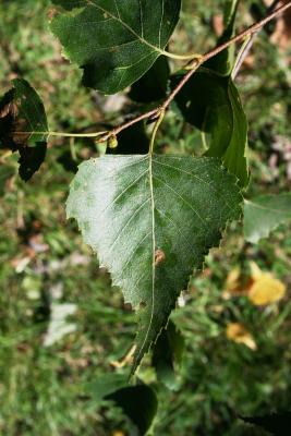 Betula populifolia (Gray Birch), leaf, summer
