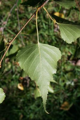 Betula populifolia (Gray Birch), leaf, lower surface
