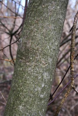 Cornus alternifolia (Pagoda Dogwood), bark, trunk