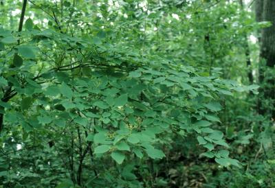 Cornus alternifolia (Pagoda Dogwood), habit, summer